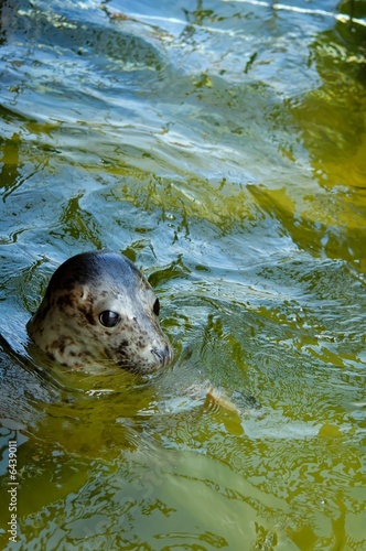 seal play in seal house in Hel Poland