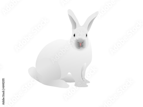 vector - white rabbit