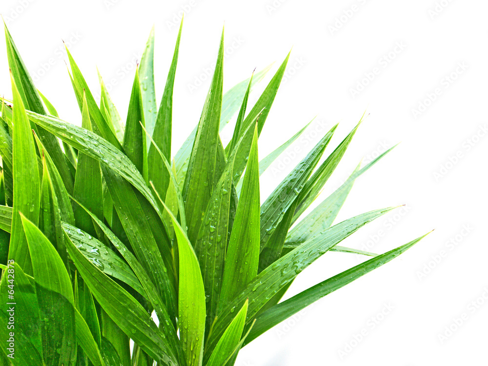 Obraz premium jeunes palmes humides