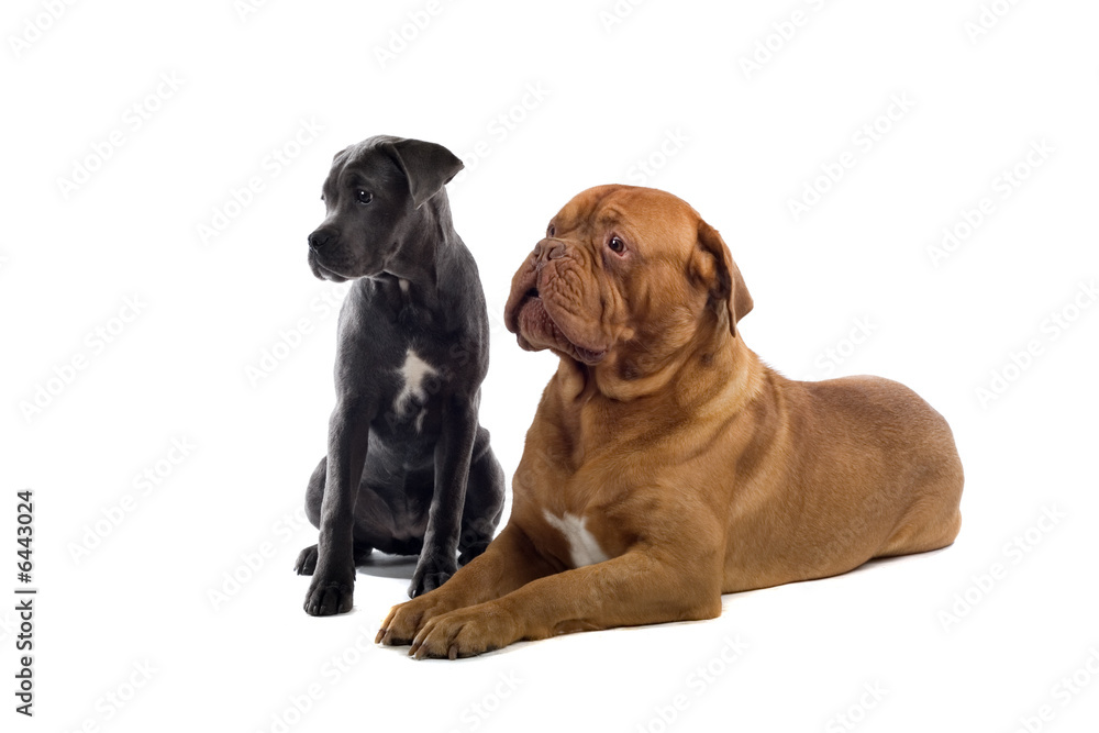 Obraz premium two dogs isolated on a white bakground