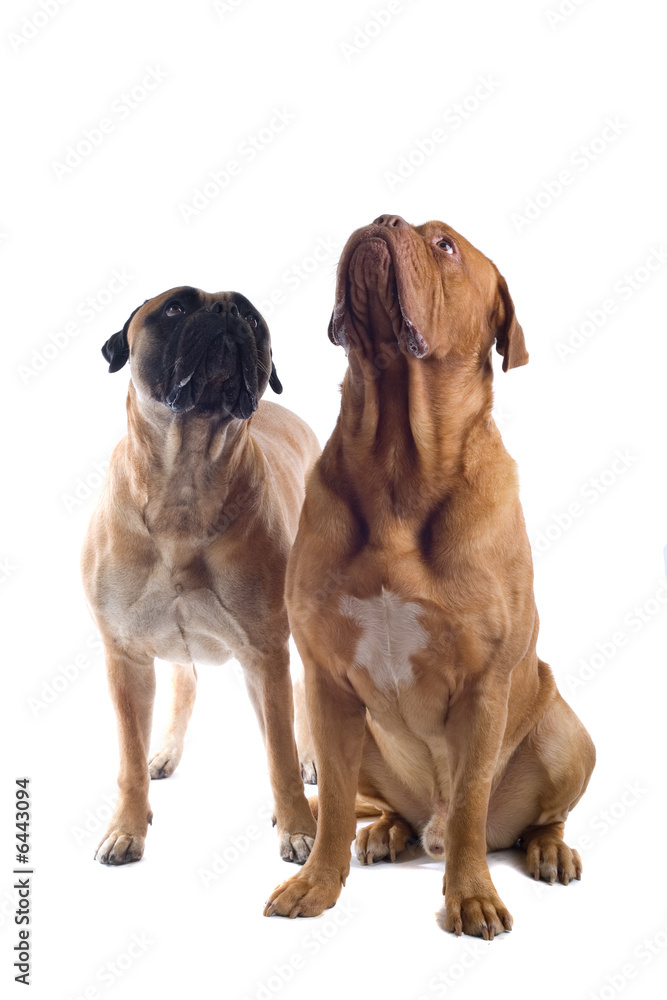 Fototapeta premium two dogs isolated on a white bakground