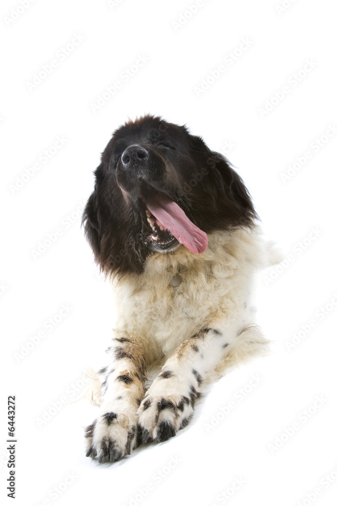 Fototapeta premium big dog isolated on a white background
