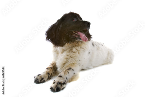 Fototapeta Naklejka Na Ścianę i Meble -  big dog isolated on a white background