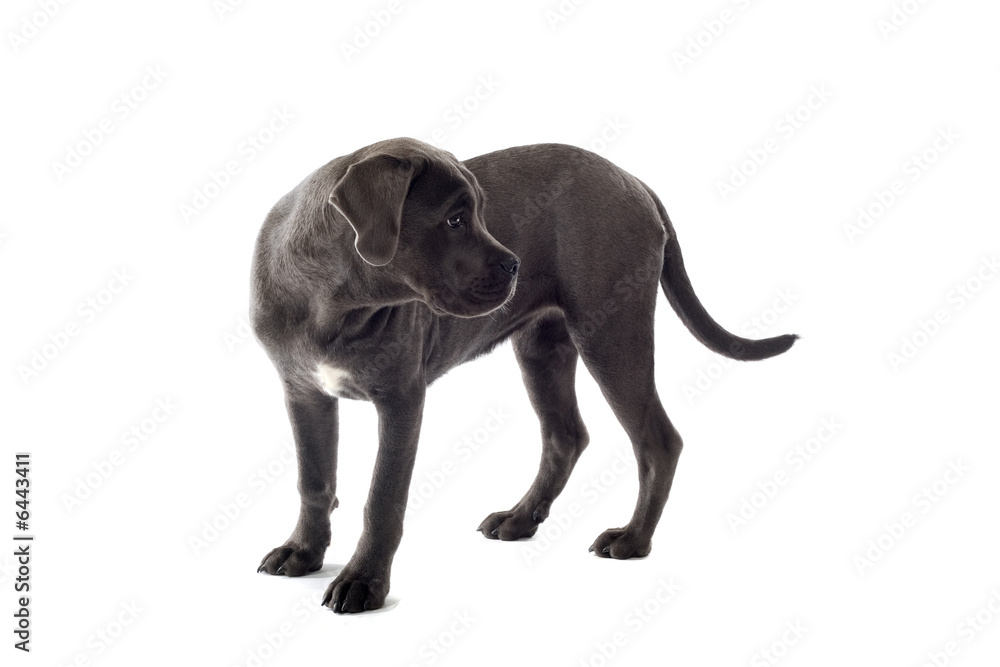 Obraz premium cane corso mastiff puppy dog isolated on a white background