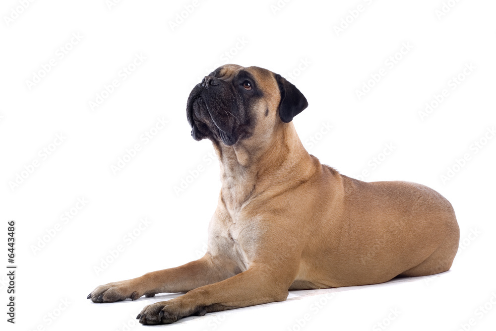 bull mastiff isolated on white