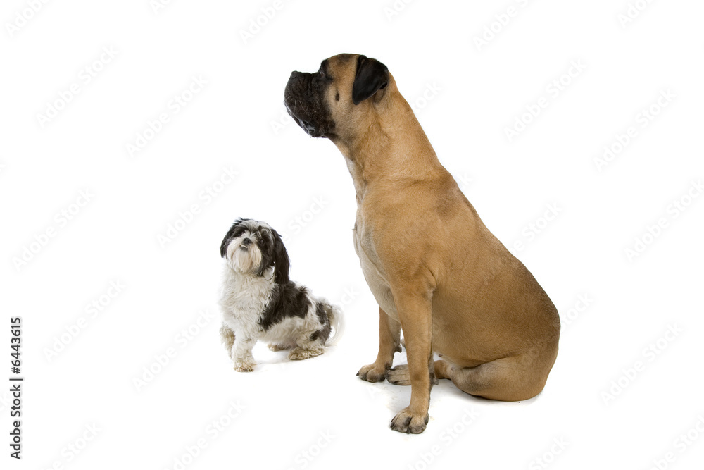 Obraz premium group of dogs isolated on white