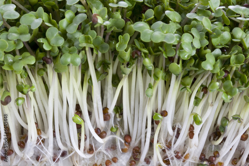 Macro shot of broccoli sprouts growing