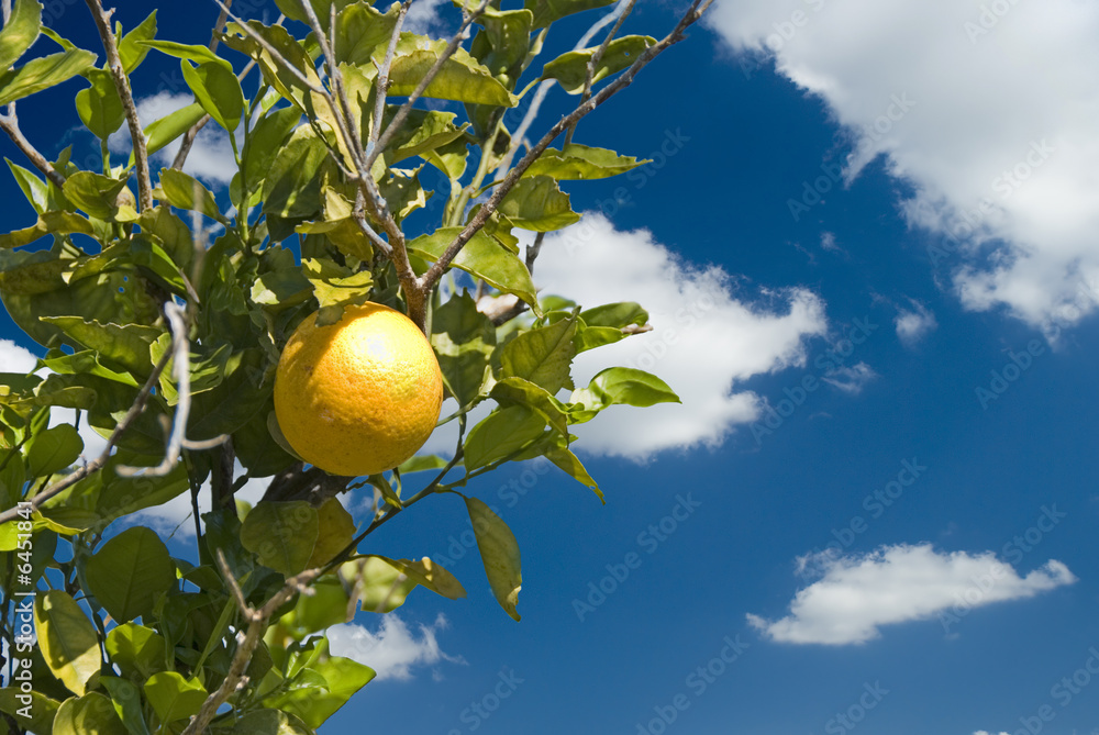 A single orange against a beautiful blue sky