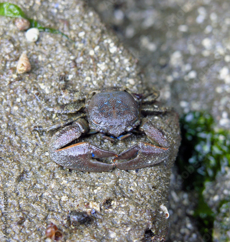 Flattop Crab (Petrolisthes eriomerus) 