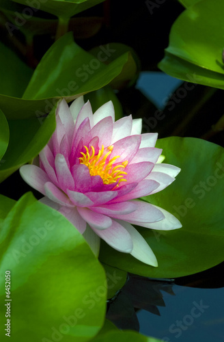 tropical waterlily in backyard pond