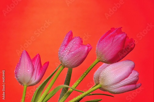 Beautiful pink tulips dripping with dew. 