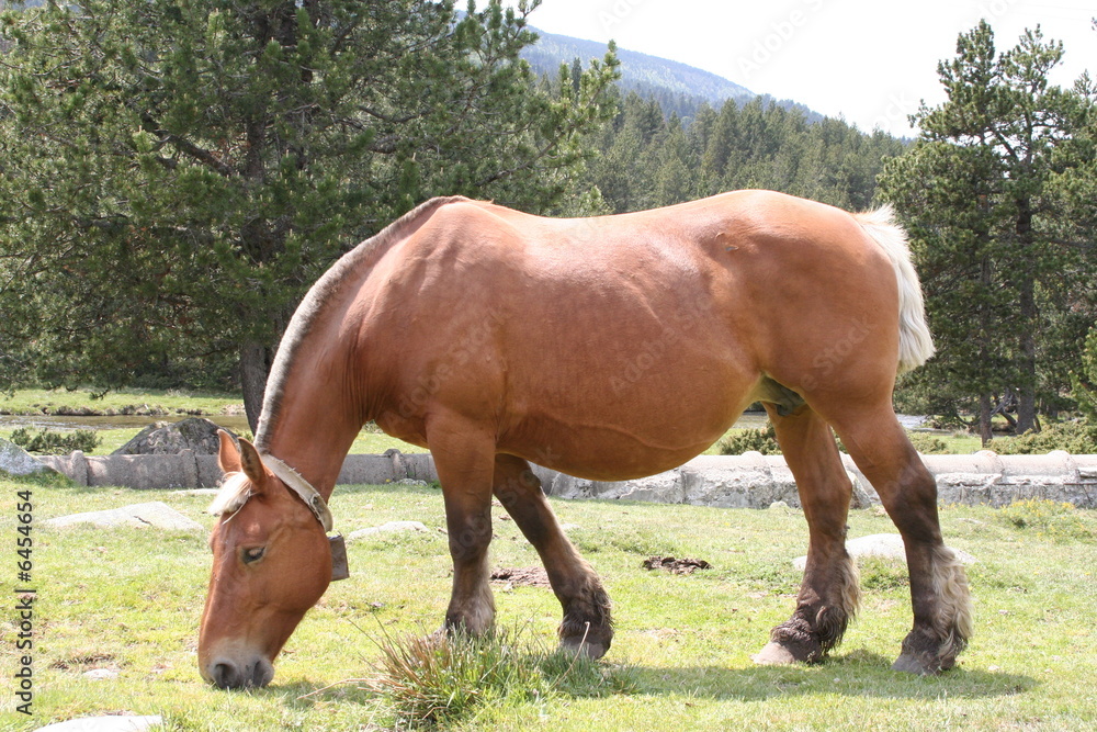 cheval merens - pyrenees orientales