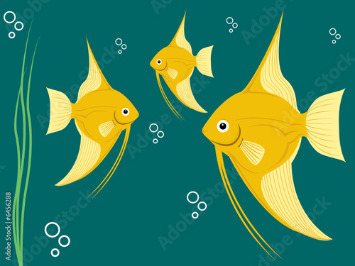 angel fish