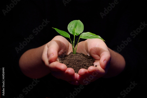Hands holding sapling in soil photo