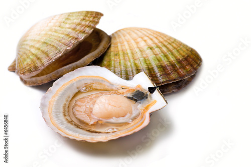 Cuadro en lienzo Seafood: live scallops (Pecten maximus).