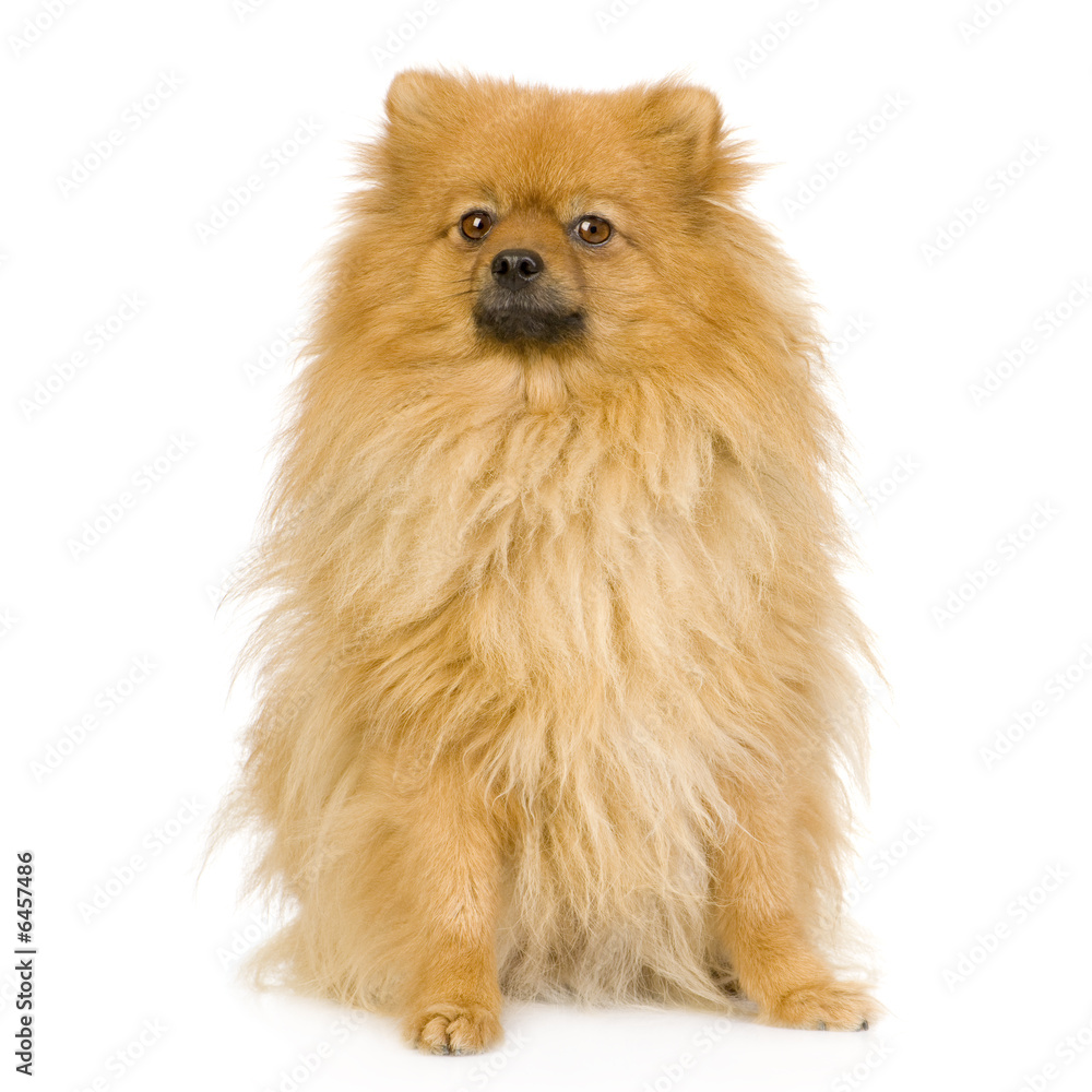 Obraz premium Spitz (3 years) in front of white background