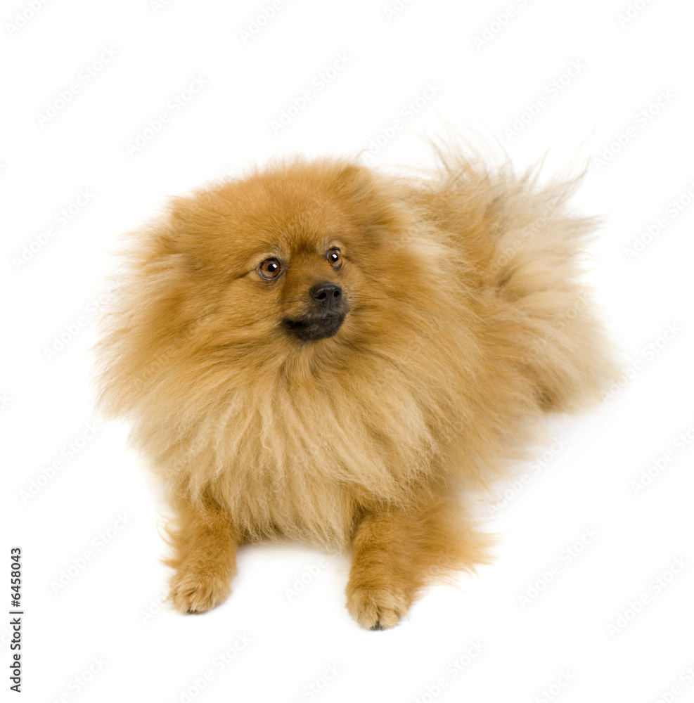 Spitz (3 years) in front of white background Spitz (3 years) in front of white background