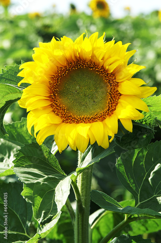 Yellow sunflower