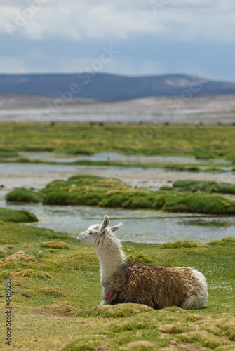 llama, mountains of bolivia, south america