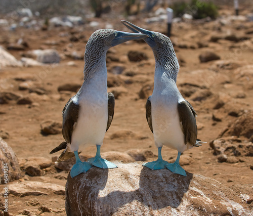 blue-footed boobies