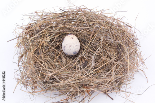 egg on the nest