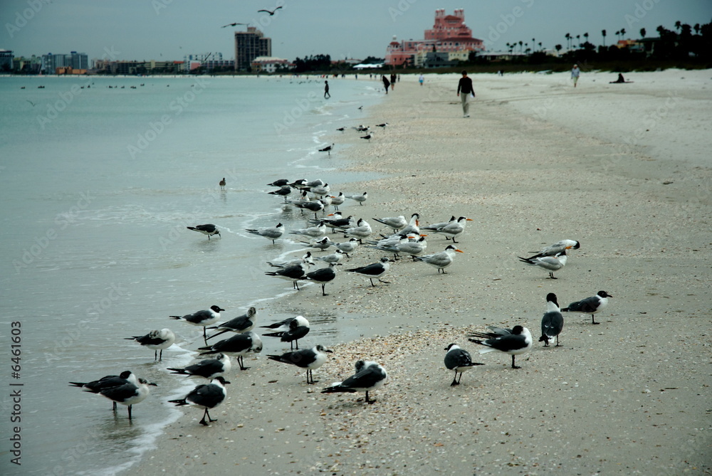Fototapeta premium Birds on St Pete beach in Florida