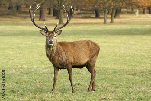 Male Stag Deer stares at the camera