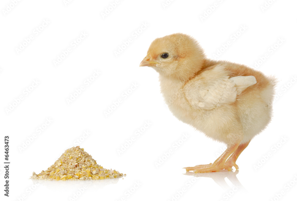Fototapeta premium Baby chicken having a meal isolated on white