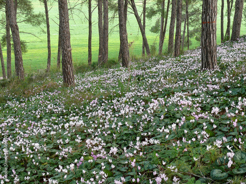 Blossoming of cyclamen in spring woods