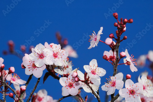 Apple blossoms in early spring. Shot in Larkspur,  California.