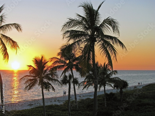 sunset over ocean tropical palms silhouettes Florida