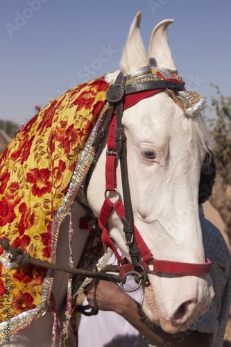 White Marwari Horse at the Nagaur Cattle Fair, Rajasthan, India photo