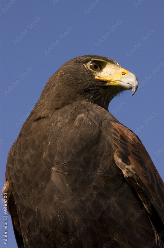 Harris hawk sitting on the glove of a handler Harris hawk sitting on the glove of a handler