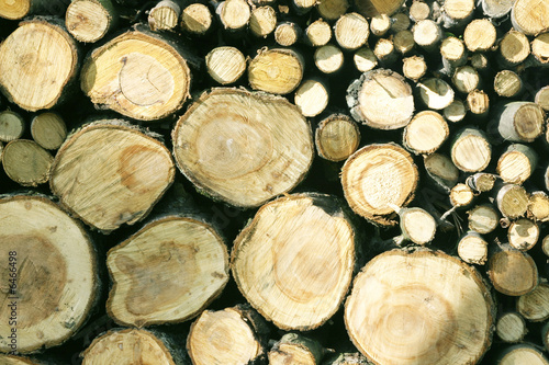 Cut trees in close up view