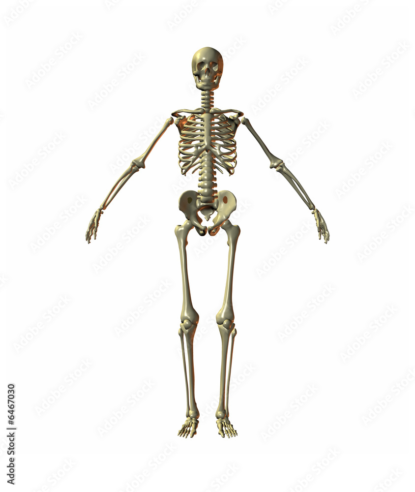 A illustration of a skeleton on a white background A illustration of a skeleton on a white background
