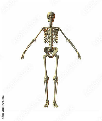 A illustration of a skeleton on a white background © magann
