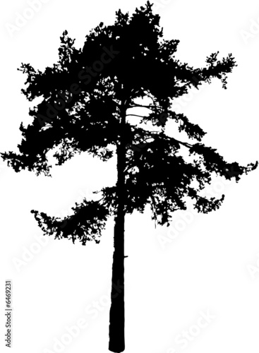 Silhouette a tree. Similar images can be found in my gallery.
