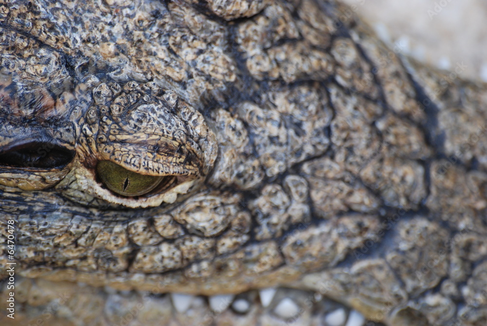 Fototapeta premium reptile