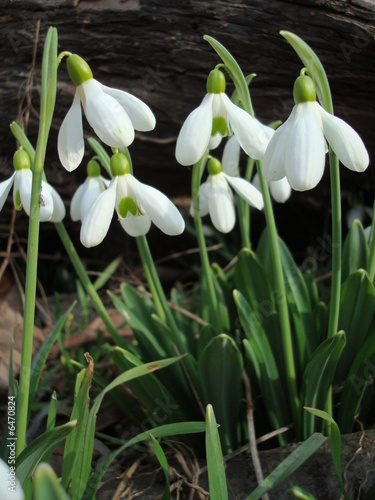 Snowdrops