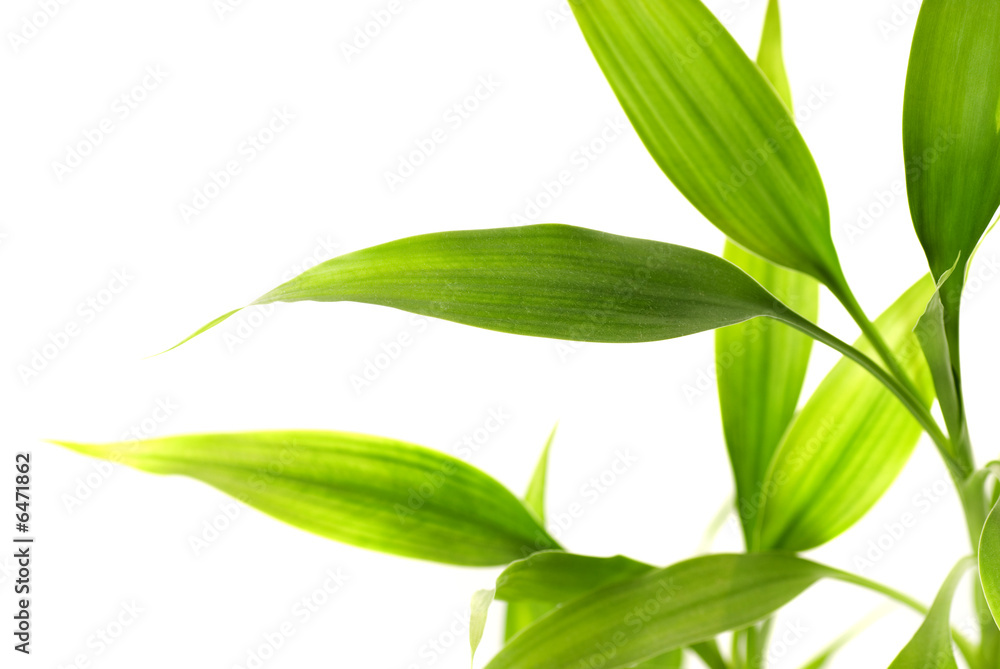 Fototapeta premium Bamboo leaves isolated on white background
