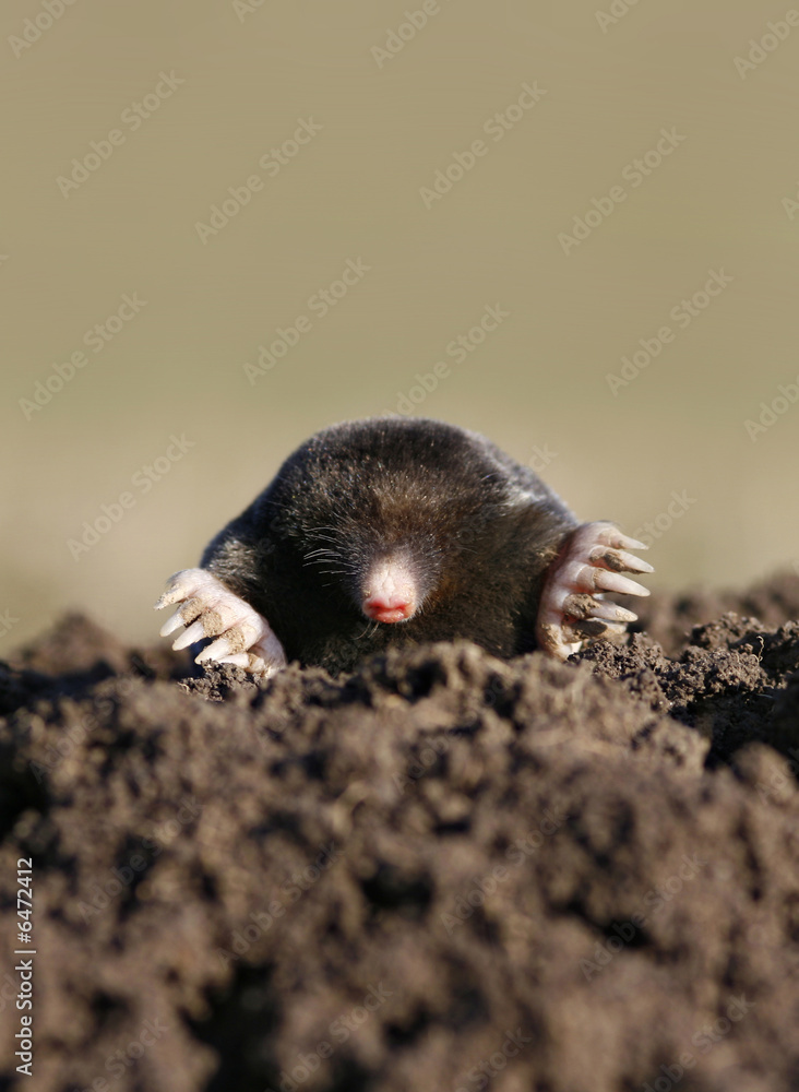 black mole black mole