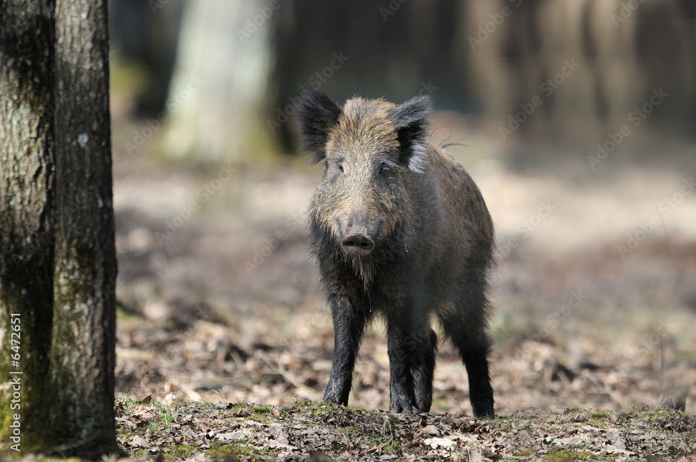 Sanglier Sanglier