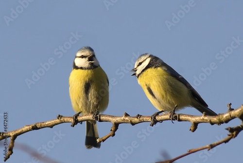 duo mésanges