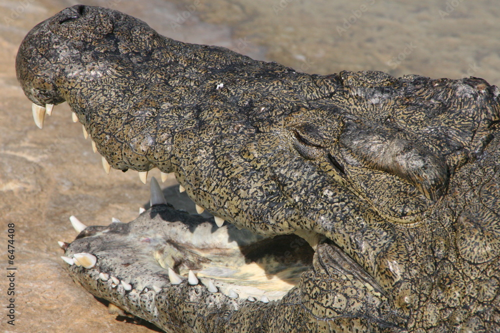 Krokodil Krokodil