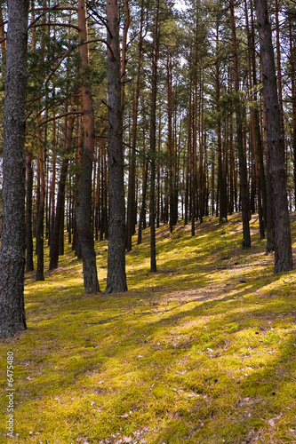 nature series  pine forest in the spring