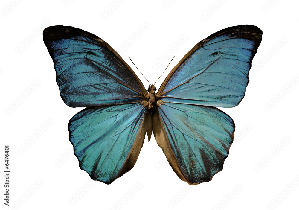 Naklejka premium niebieski motyl Morpho na białym tle