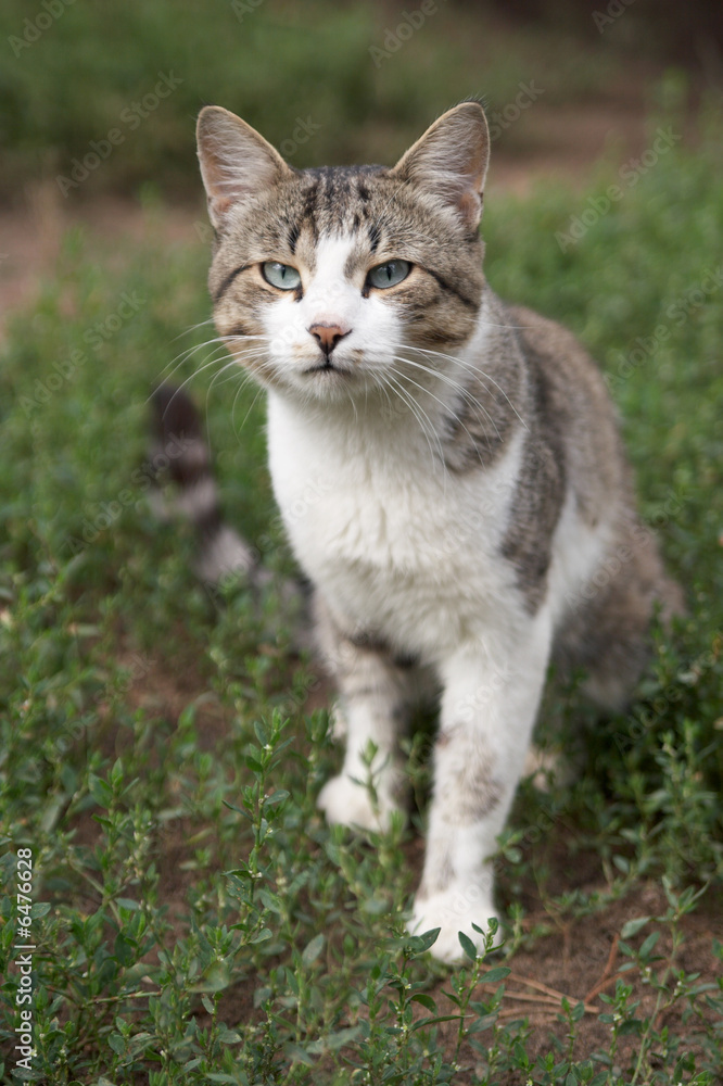 Cat in full growth on a background of a grass.