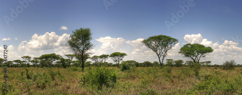 Acacia Savanna