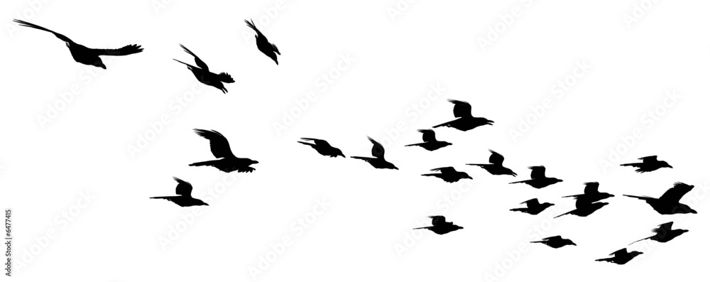 Fototapeta premium Flying fock of birds