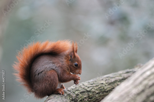 Red squirrel écureuil roux © NICOLAS LARENTO